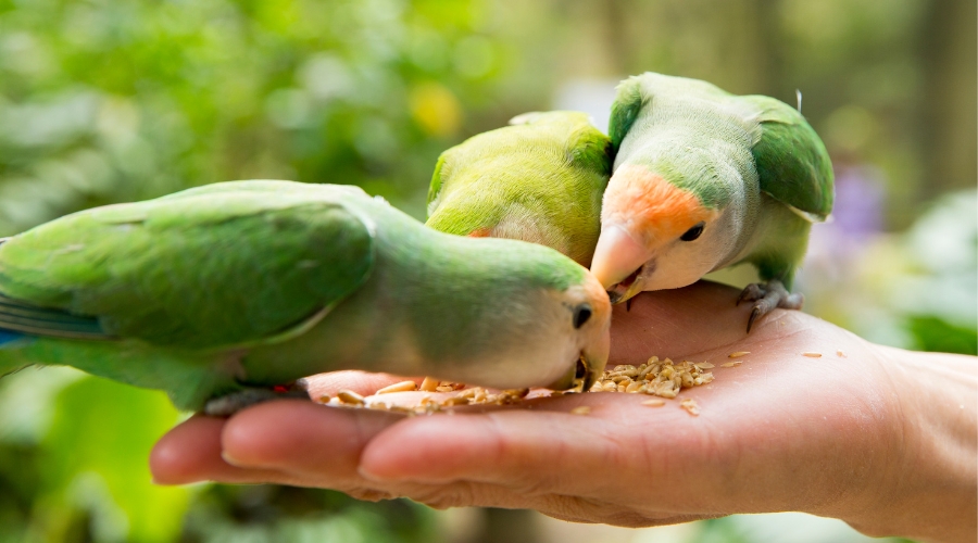 Visitor feeding colorful parrots at Langkawi Wildlife Park bird enclosure.