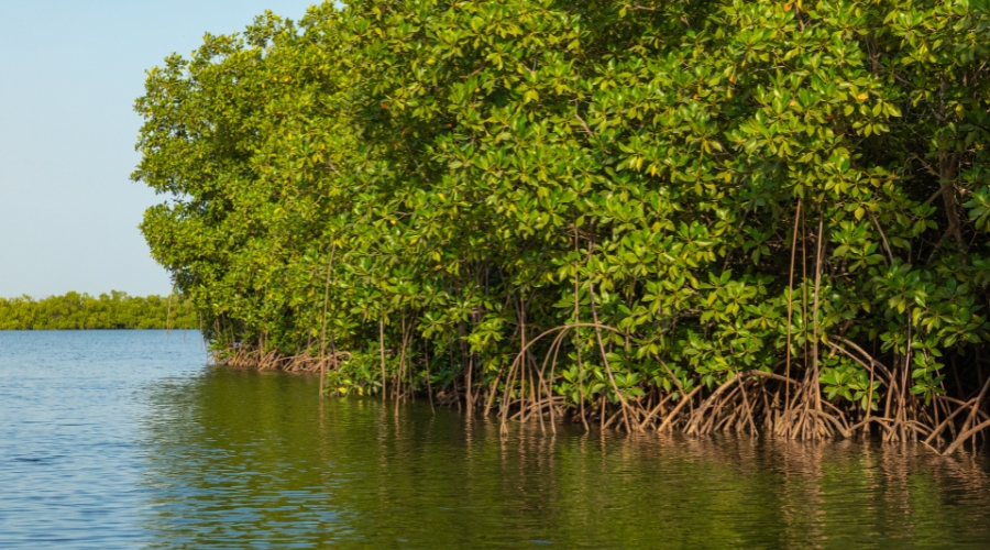 Mangrove trees on Kubang Badak Eco Trail in Langkawi.