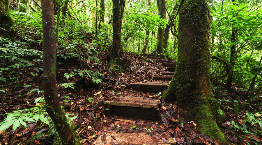 Tropical rainforest trail at Lubuk Semilang Recreational Park in Langkawi.